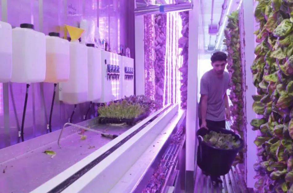 Container Soilless Cultivation5