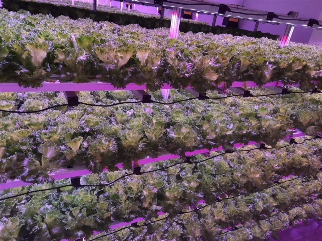 Vertical Agriculture4